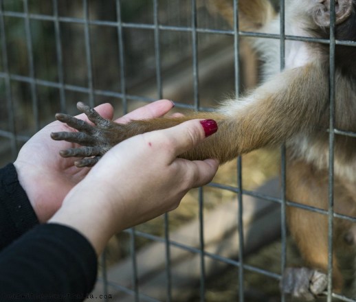 captivity - bear witness.jpg