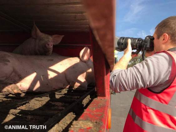 investigation - sourced from Animal Truth